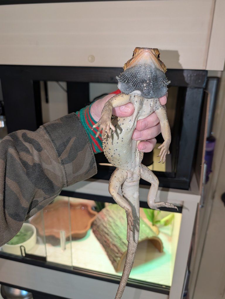Bearded Dragon