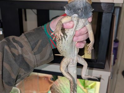 Bearded Dragon