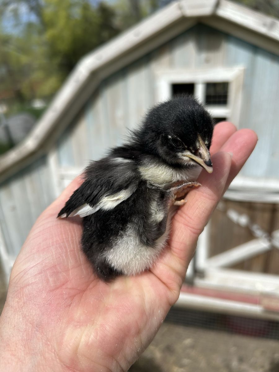 Black Copper Marans Chicks