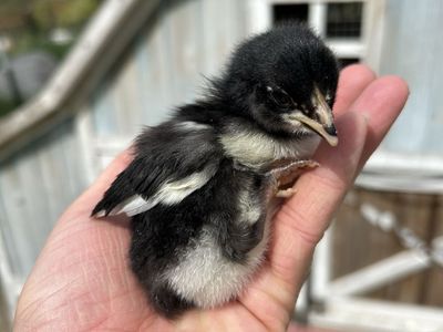 Black Copper Marans Chicks