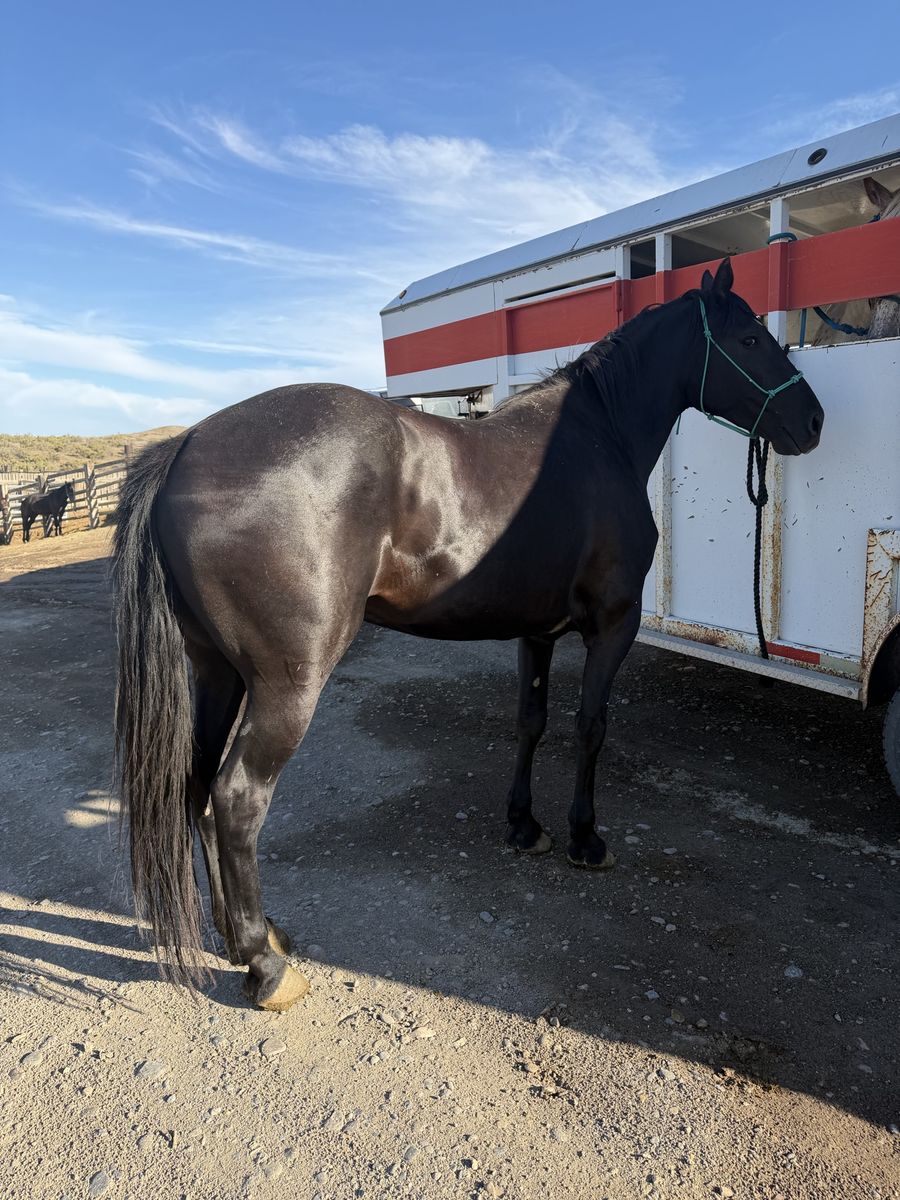 16.2 hand half draft mare
