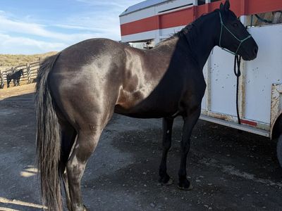 16.2 hand half draft mare