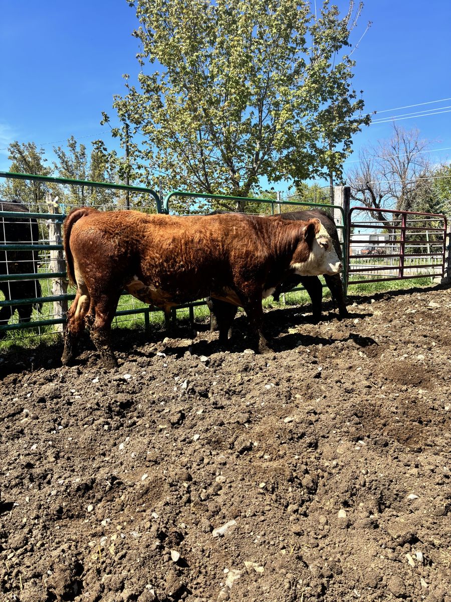 YEARLING POLLED HEREFORD BULL ID 213