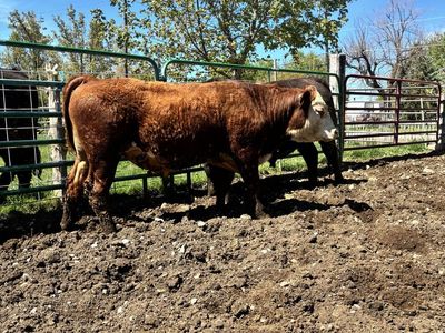 YEARLING POLLED HEREFORD BULL ID 213