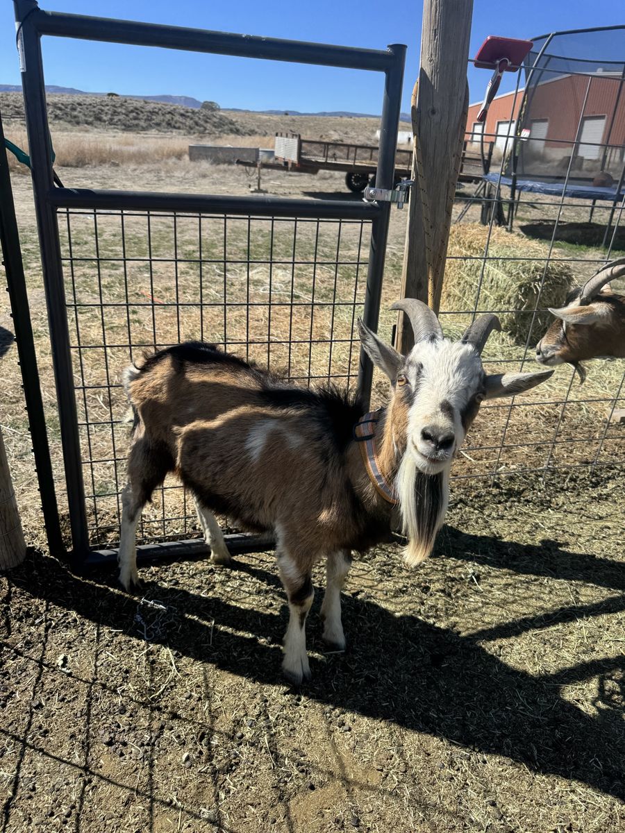 Purebred Alpine Packgoat Prospects