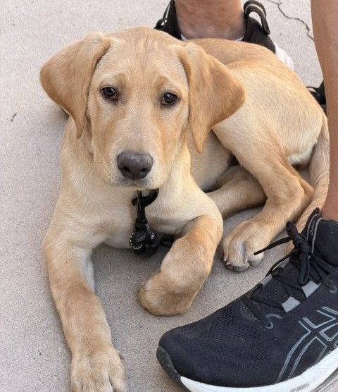 AKC Fox Red Yellow Labrador Lab Retriever Female Puppy