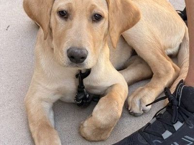 AKC Fox Red Yellow Labrador Lab Retriever Female Puppy