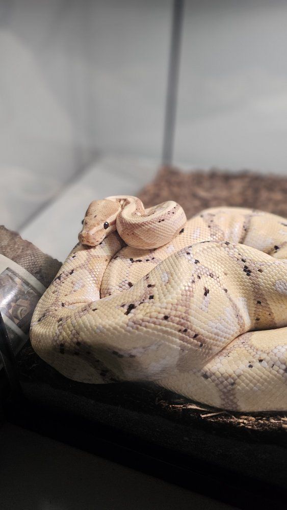 Female Banana Ball Python