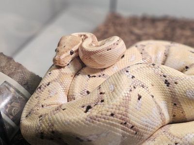 Female Banana Ball Python