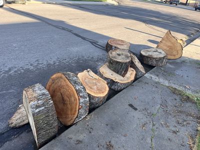 Free Silverleaf Maple Wood Logs