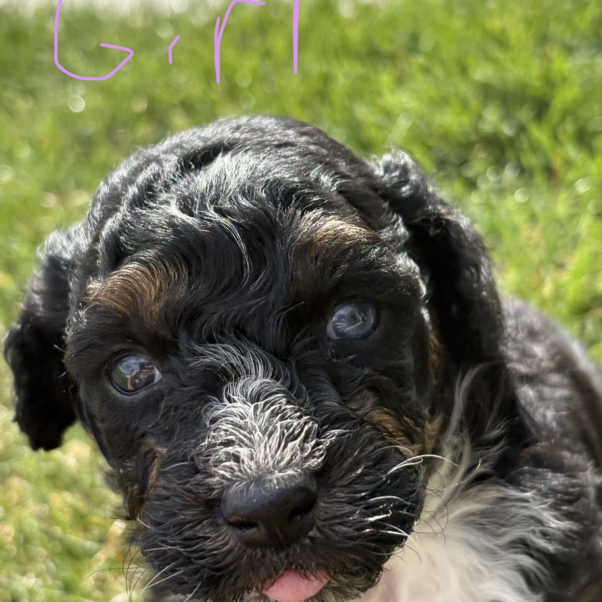 Mini and Toy Aussie Doodle mix puppies