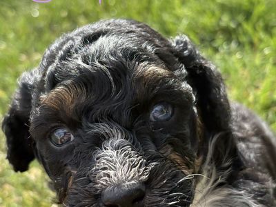 Mini and Toy Aussie Doodle mix puppies