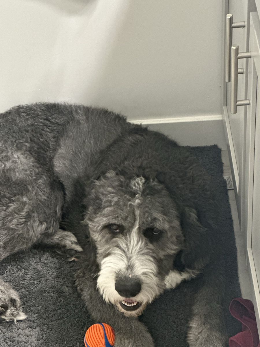 Old English Sheepdog/Black Lab