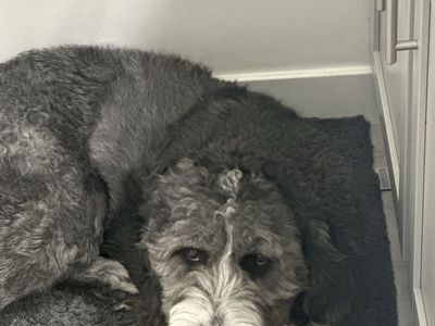 Old English Sheepdog/Black Lab