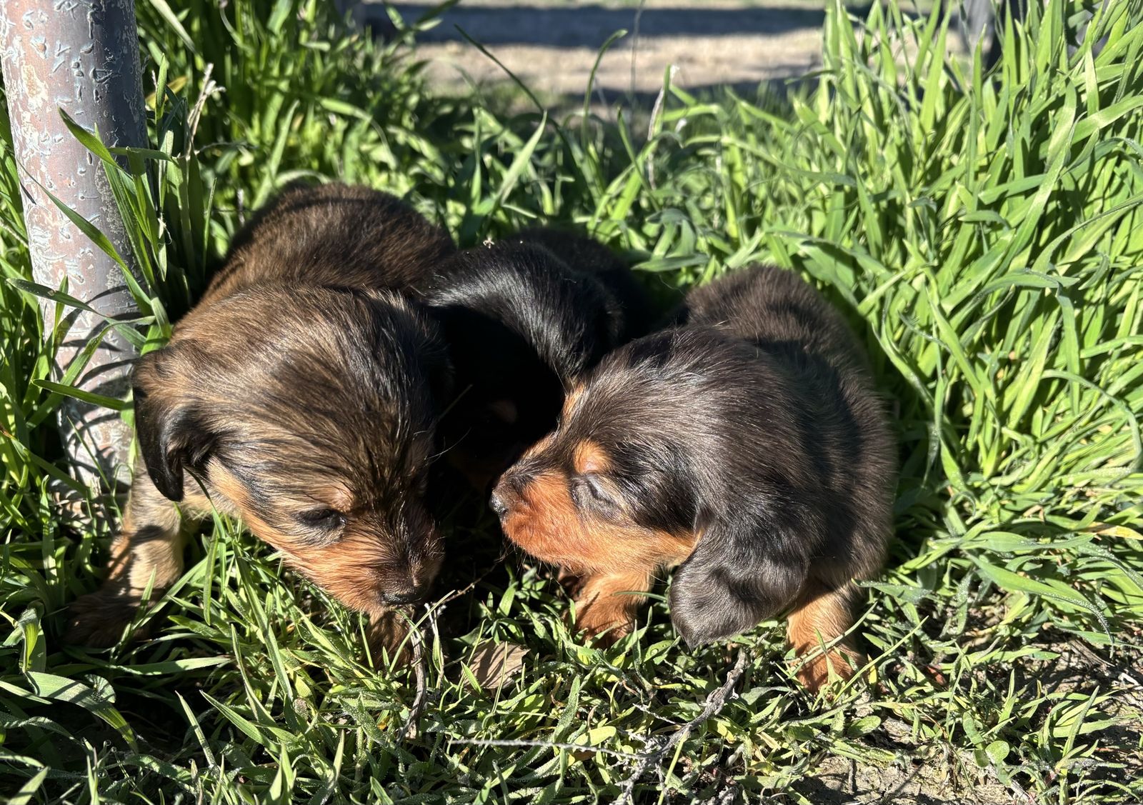 Mother's Day Miniature Longhaired Dachshunds
