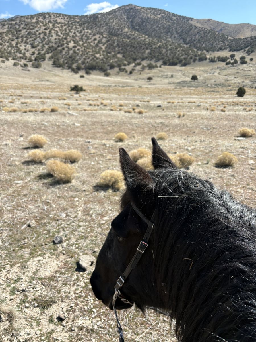 ISO Husband / kid bomb proof horse