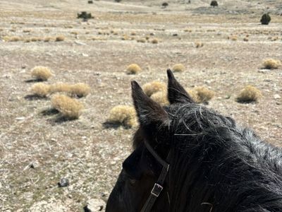 ISO Husband / kid bomb proof horse