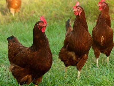 Chickens 6 Month Old Laying