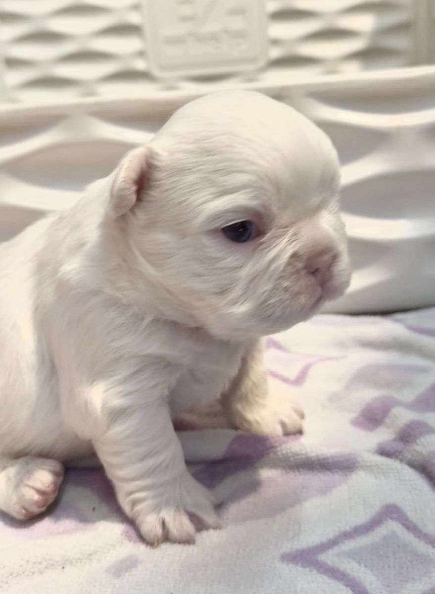 French Bulldog Puppies