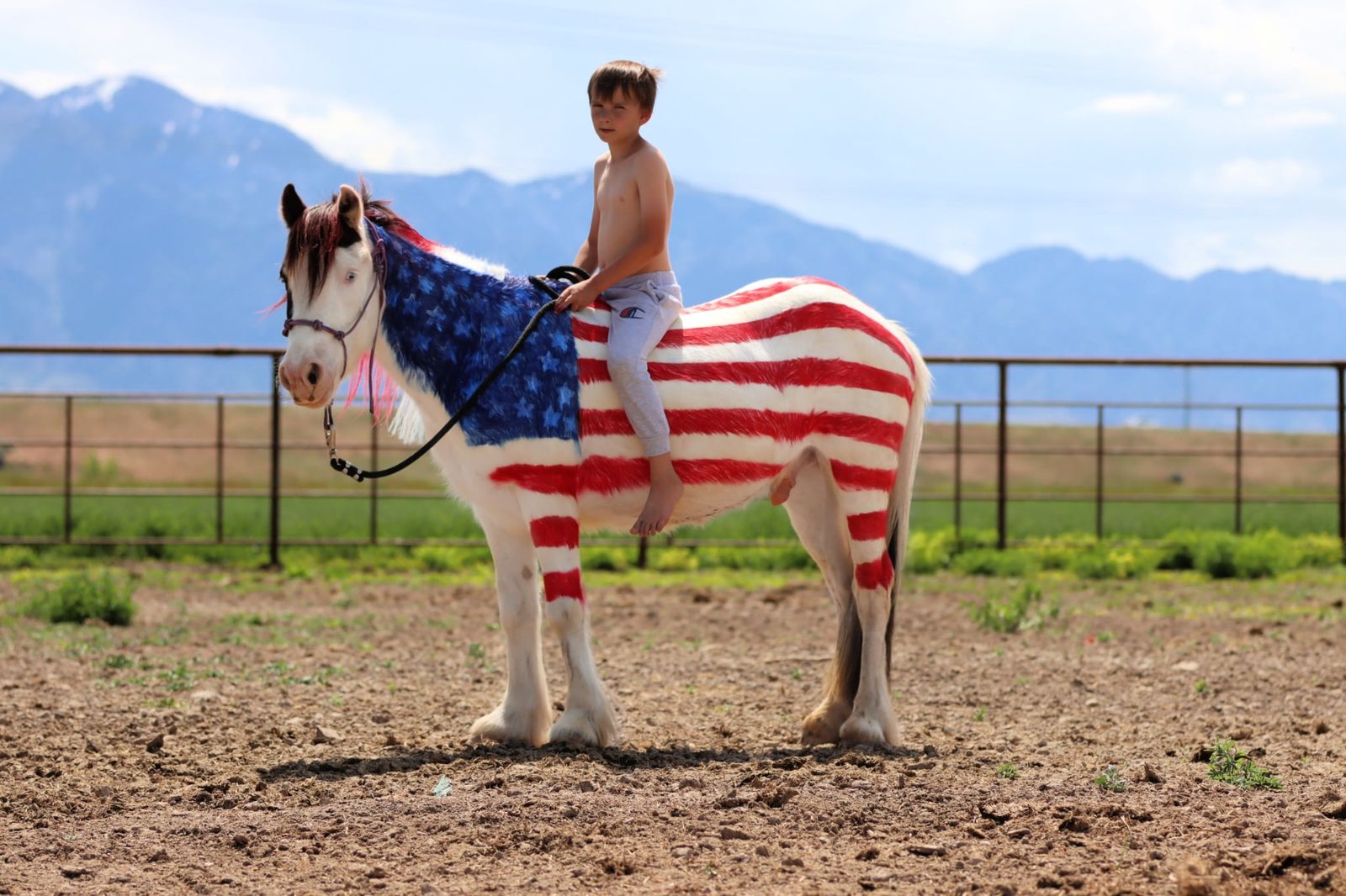 Gypsy x Pony