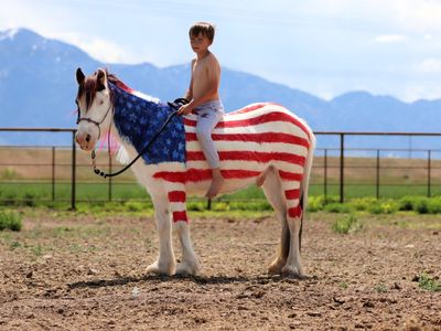 Gypsy x Pony