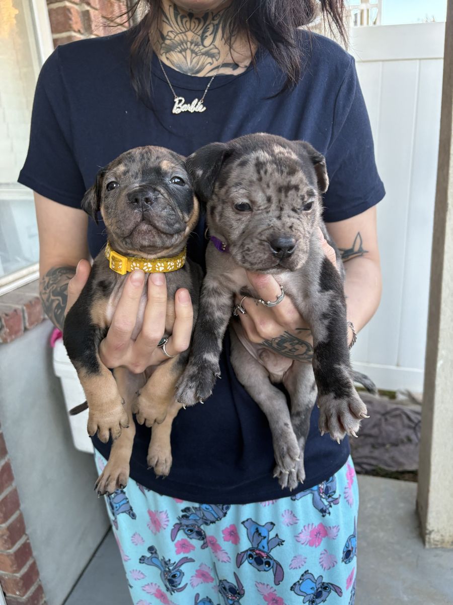 Xl bully puppies