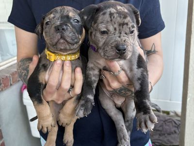 Xl bully puppies