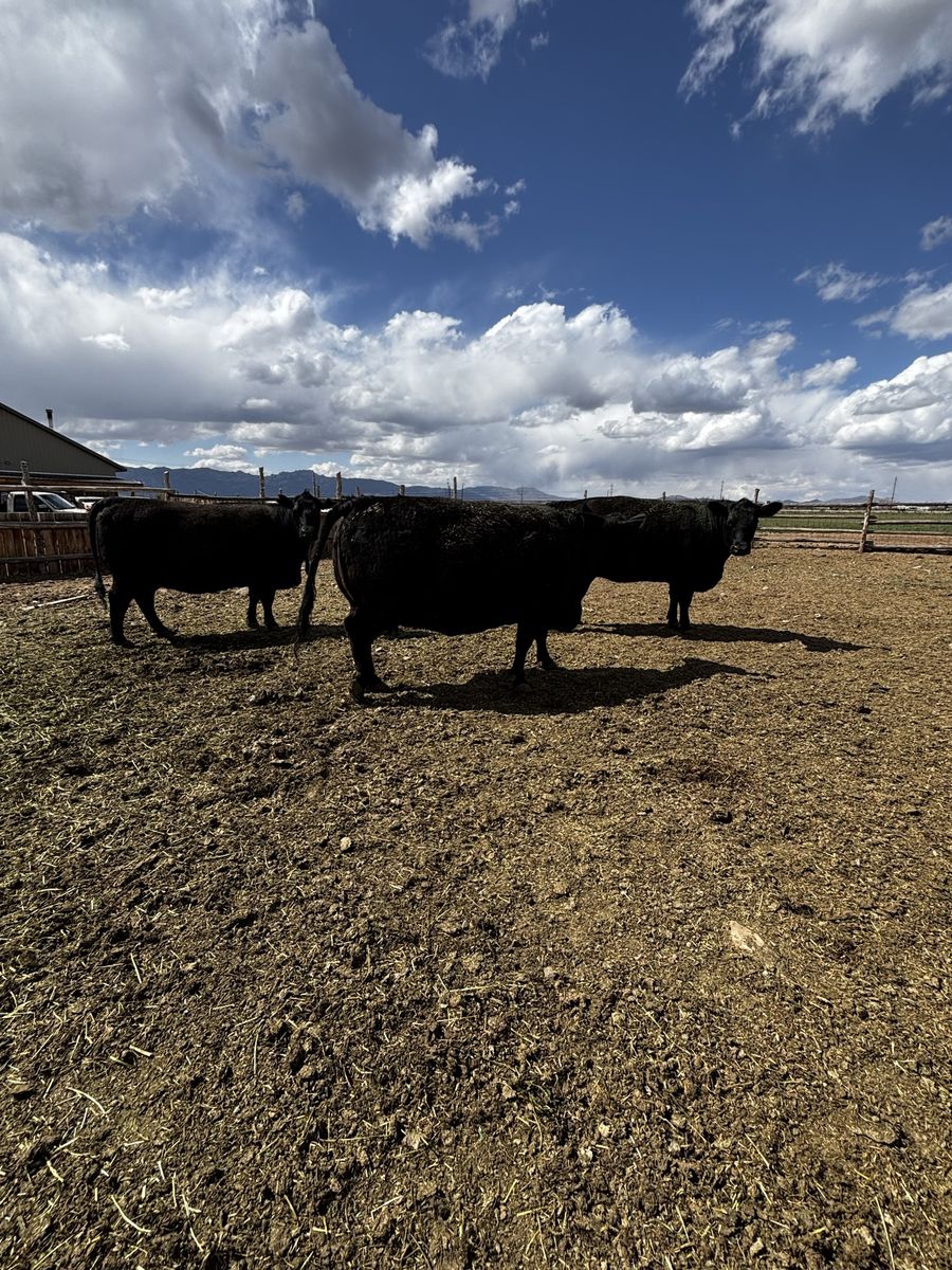Cattle for sale