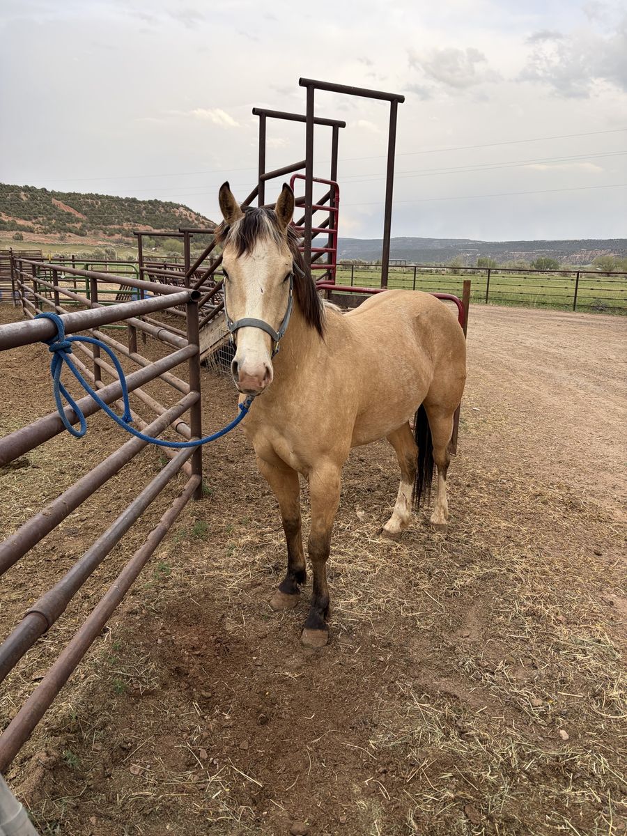 4 year old buckskin gelding