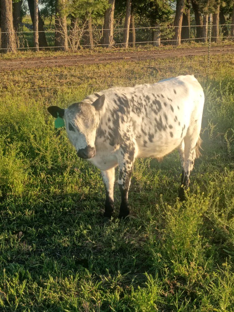 steer
