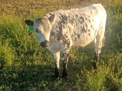steer