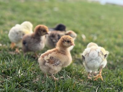 Purebred Coop ready chickens for Sale