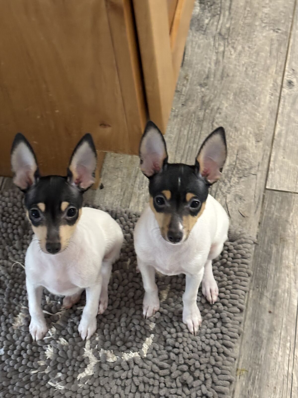 Toy Fox Terrier Puppies