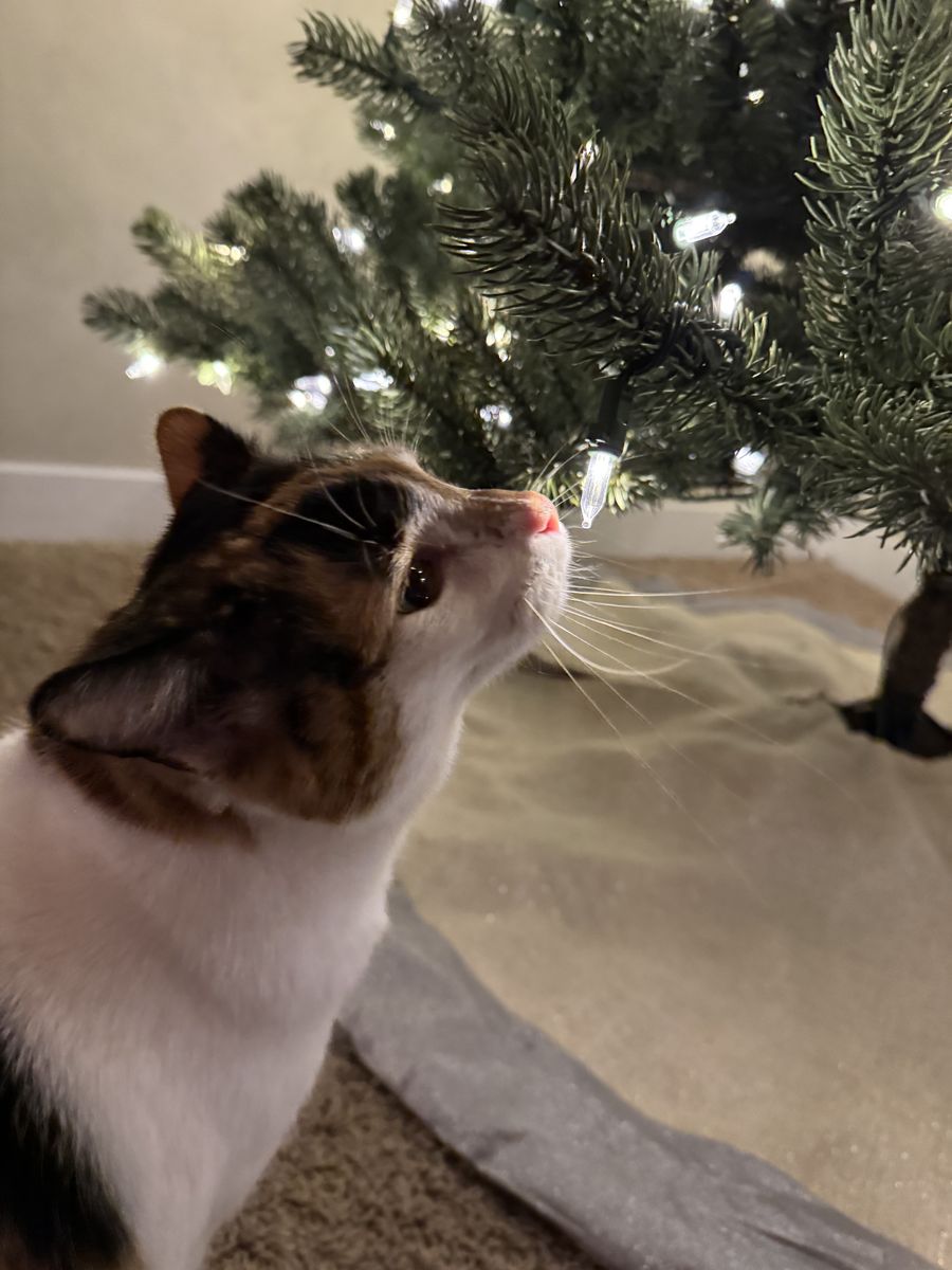 Bonded Cat's looking for good home