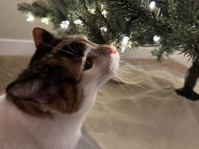 Bonded Cat's looking for good home