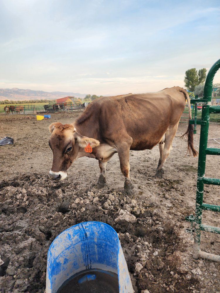 brown swiss 
