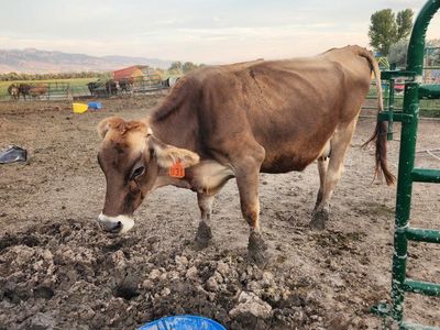 brown swiss
