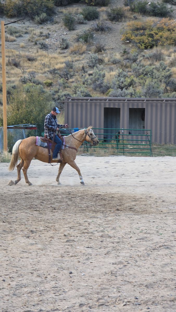 Registered AQHA Mare “Jacks Gold Chick” (Lady) – $7,000 | Experienced Home Required