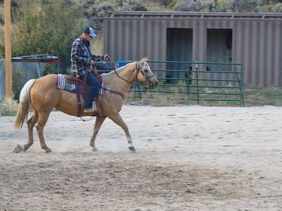 Registered AQHA Mare “Jacks Gold Chick” (Lady) – $7,000 | Experienced Home Required