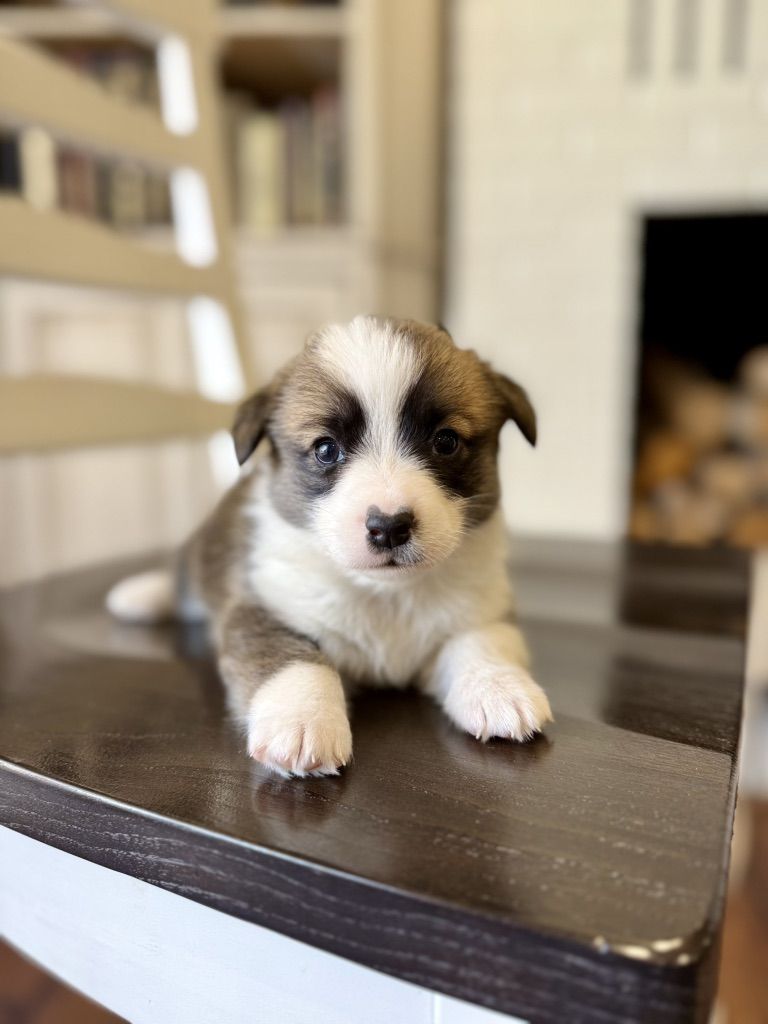AKC Pembroke Welsh Corgi Puppies