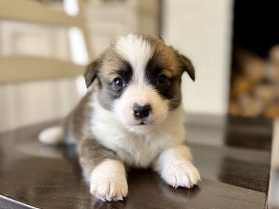AKC Pembroke Welsh Corgi Puppies