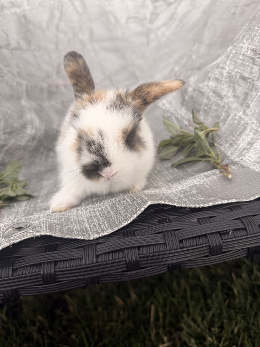 Holland lop babies