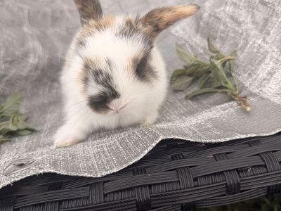 Holland lop babies