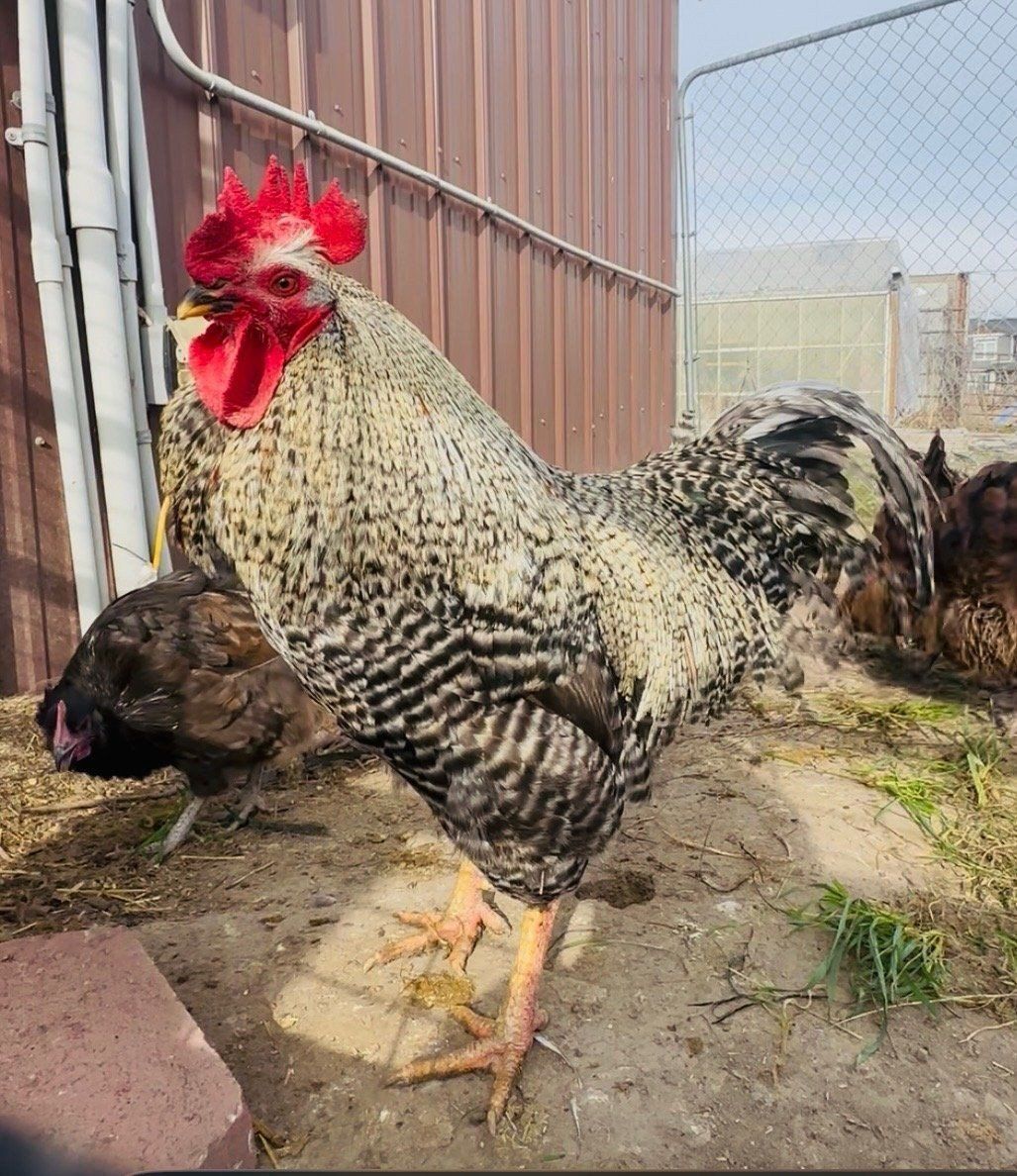 Rooster - Healthy rooster for Sale