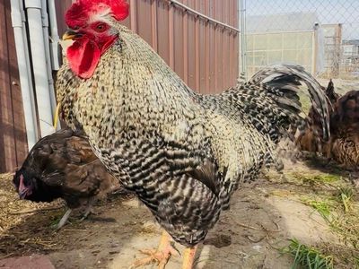 Rooster - Healthy rooster for Sale