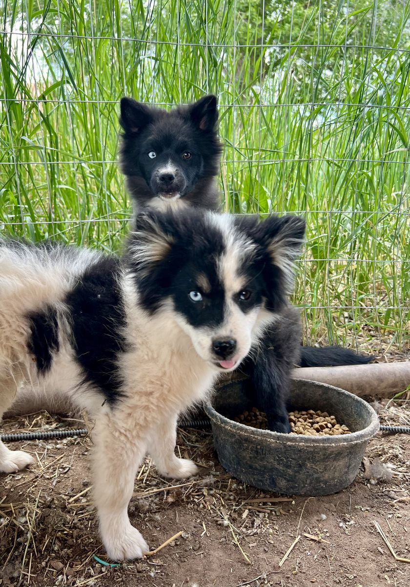 Blue eyes pomskies
