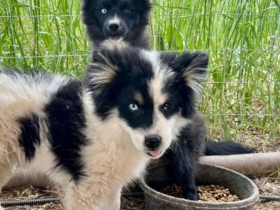 Blue eyes pomskies