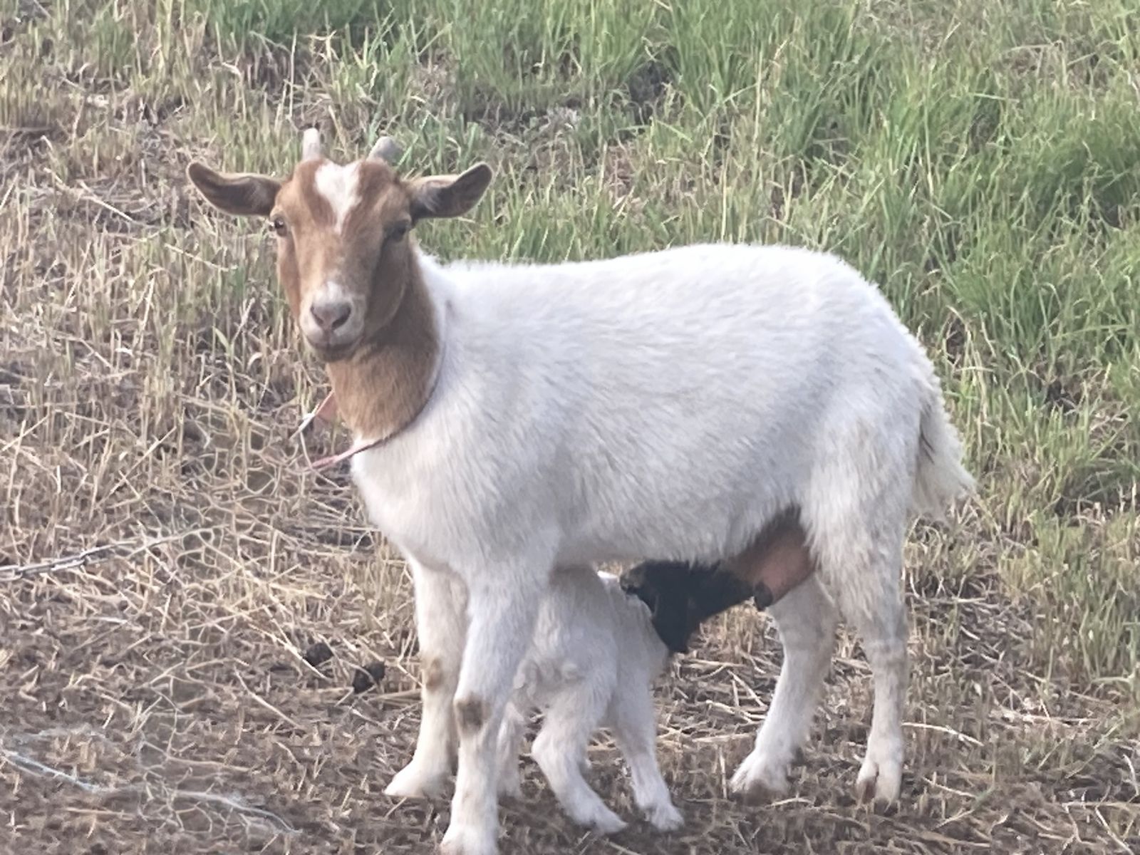 Nigerian dwarf mix nanny and bottle fed doeling