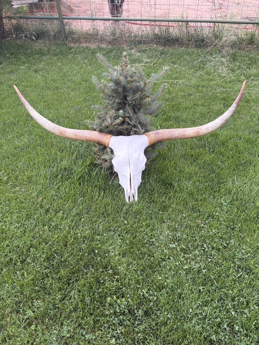 Longhorn 