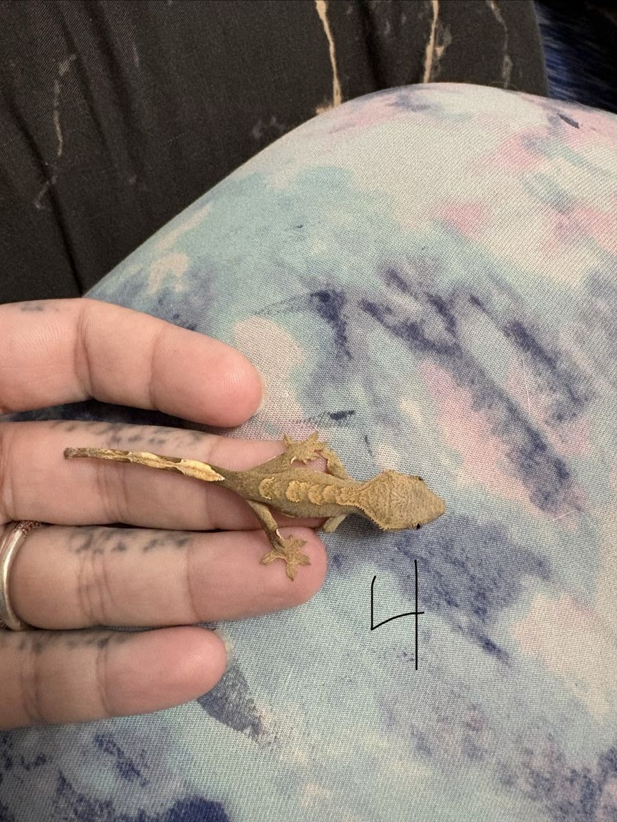 Tiger/harlequin crested gecko hatchlings